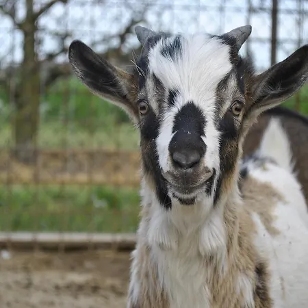 Agriturismo L'infinito Farmház Gambettola