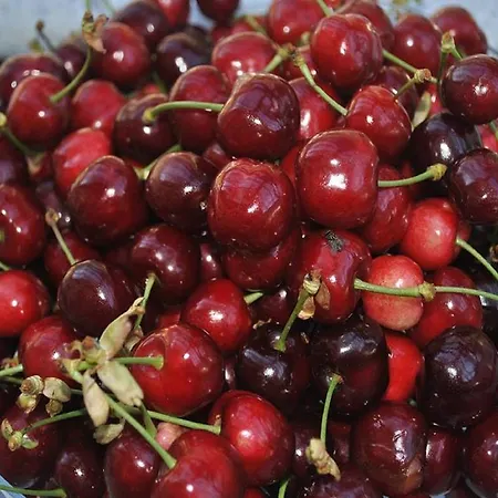 Farmház Agriturismo L'infinito Gambettola