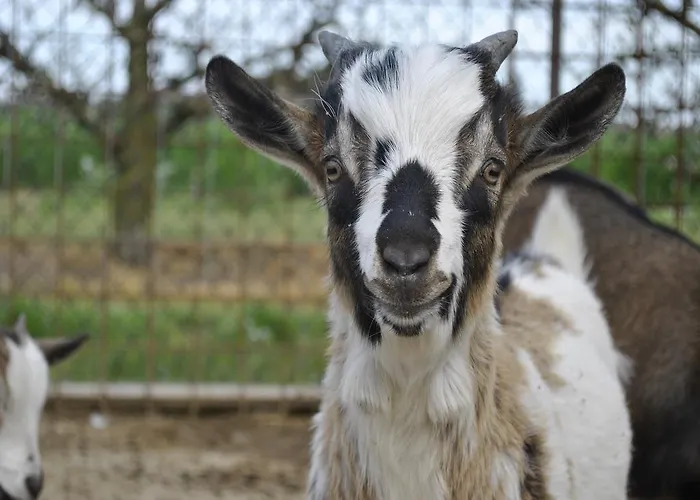 Agriturismo L'infinito Κατάλυμα σε φάρμα Gambettola